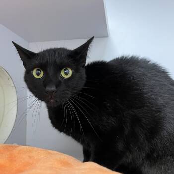 Creole -  Domestic Short Hair Cat for Adoption in Lyndhurst, Virginia - Creole | PetCurious