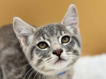 Jax -  Domestic Short Hair Cat for Adoption in Portland, Oregon - Jax | PetCurious