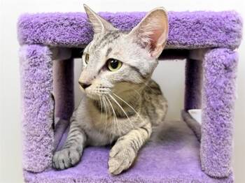 MELLA -  Domestic Short Hair Cat for Adoption in Fort Lauderdale, Florida - MELLA | PetCurious
