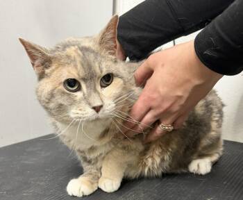 MISTY -  Domestic Short Hair Cat for Adoption in Hastings, Michigan - MISTY | PetCurious