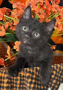 3/20/26 Ping -  Domestic Short Hair Cat Available for Adoption in Stillwater, Oklahoma - 3/20/26 Ping | PetCurious