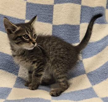 Graham -  Domestic Short Hair Cat for Adoption in Murphysboro, Illinois - Graham | PetCurious