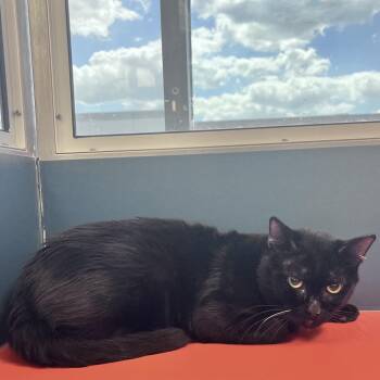 Bagheera -  Domestic Short Hair Cat for Adoption in Tulsa, Oklahoma - Bagheera | PetCurious