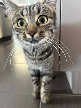 Rescue Tabby Cats for Adoption in Ottawa, Ontario - Paris | PetCurious