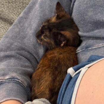 Domestic Short Hair Cats Available for Adoption in West Palm Beach, Florida - Tiny Tuna | PetCurious
