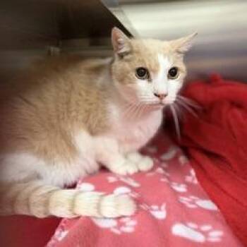 Dude -  Domestic Short Hair Cat for Adoption in Bullhead City, Arizona - Dude | PetCurious