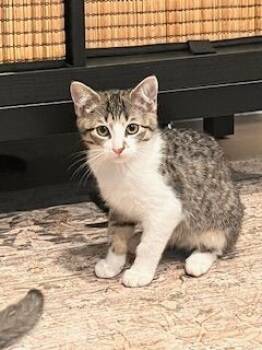 Rescue Domestic Short Hair Cats for Adoption in Colmar, Pennsylvania - Leahy | PetCurious