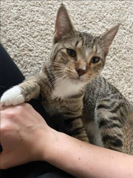 Oriental Tabby Cats Available for Adoption - Teddy | PetCurious