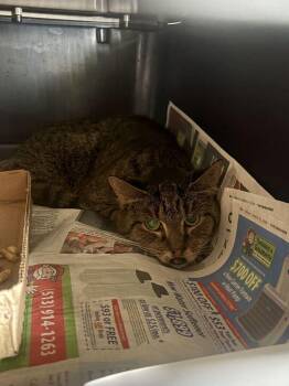 HC16 -  Domestic Short Hair Cat for Adoption in Cincinnati, Ohio - HC16 | PetCurious
