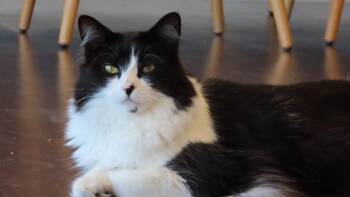 Dottie & Olive -  Domestic Medium Hair Cat for Adoption in Alameda, California - Dottie & Olive | PetCurious