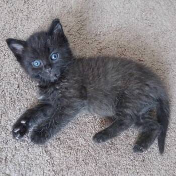 Gravy -  Domestic Long Hair Cat for Adoption in Riverside, California - Gravy | PetCurious