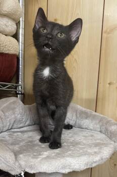 Beverly Wild Wilson -  Domestic Short Hair Cat for Adoption in Mckenzie, Tennessee - Beverly Wild Wilson | PetCurious