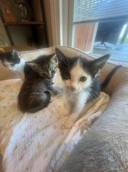 Dottie -  Domestic Medium Hair Cat for Adoption in Liverpool, Texas - Dottie | PetCurious