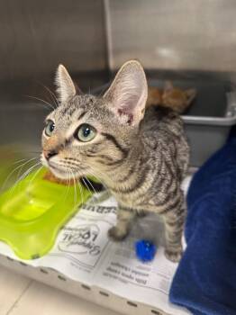 Chips -  Domestic Short Hair Cat for Adoption in Belton, Texas - Chips | PetCurious