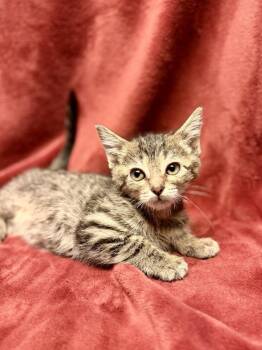 Colosseum -  Domestic Short Hair and Tabby Cat for Adoption in Homer Glen, Illinois - Colosseum | PetCurious