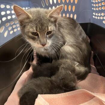 Chanterelle -  Domestic Short Hair Cat for Adoption in Brentwood, Missouri - Chanterelle | PetCurious