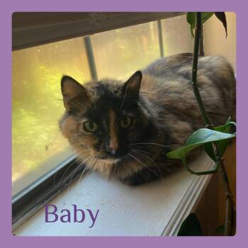 BABY -  Tortoiseshell Cat Available for Adoption in Lawton, Oklahoma - BABY | PetCurious