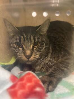 Domestic Short Hair Cats Available for Adoption in Kent, Washington - NAMIKO | PetCurious