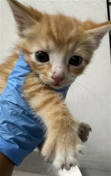 Rescue Domestic Short Hair Cats for Adoption in San Bernardino, California - MALCOLM | PetCurious