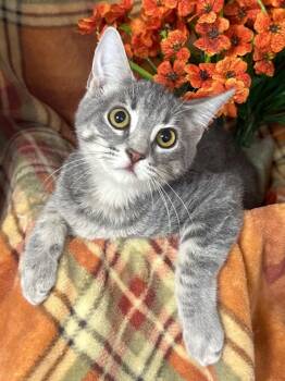 6/3/26 Canna -  Domestic Short Hair Cat for Adoption in Stillwater, Oklahoma - 6/3/26 Canna | PetCurious
