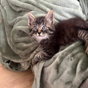 Lionio -  Domestic Medium Hair Cat for Adoption in Westminster, California - Lionio | PetCurious