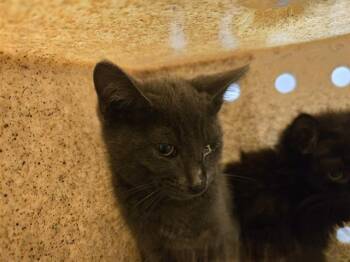 BAKUGO -  Domestic Short Hair Cat for Adoption in Kent, Washington - BAKUGO | PetCurious