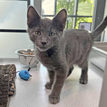 Phantom -  Domestic Short Hair Cat for Adoption in Hailey, Idaho - Phantom | PetCurious