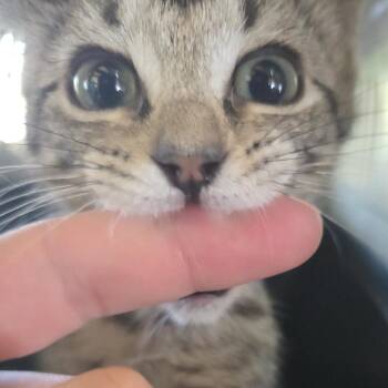Punky -  Domestic Short Hair Cat for Adoption in Leander, Texas - Punky | PetCurious