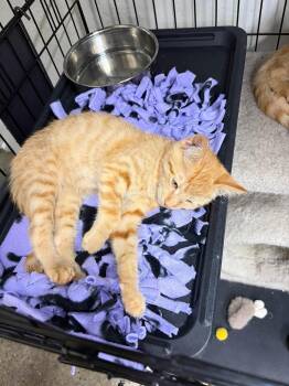 Daisy and Penny -  Tabby and Domestic Short Hair Cat for Adoption in Walnut Creek, California - Daisy And Penny | PetCurious