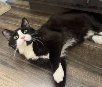 Sebastian -  Domestic Medium Hair Cat Available for Adoption in Las Vegas, Nevada - Sebastian | PetCurious