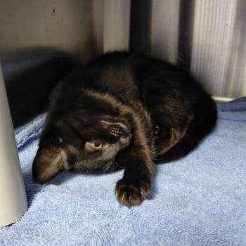 STELLA -  Domestic Short Hair Cat for Adoption - STELLA | PetCurious