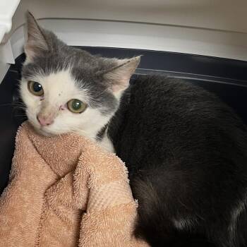 72173 -  Domestic Short Hair Cat for Adoption in Harrisonburg, Virginia - 72173 | PetCurious
