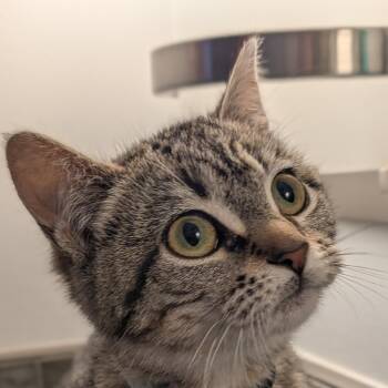 Domestic Short Hair Cats Available for Adoption - Lilith | PetCurious