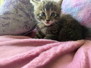 Ms. Daisy -  Tabby and Maine Coon Cat for Adoption in Cincinnati, Ohio - Ms. Daisy | PetCurious