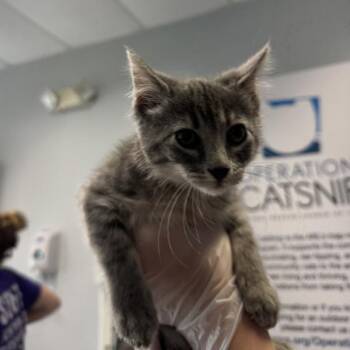 Fieren -  Domestic Long Hair Cat for Adoption in Des Moines, Iowa - Fieren | PetCurious