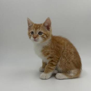 Lock -  Domestic Short Hair Cat for Adoption in State College, Pennsylvania - Lock | PetCurious