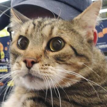Tabby Cats Available for Adoption in Maple Shade, New Jersey - Yogurt | PetCurious