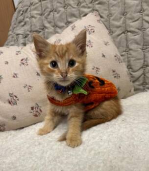 CANDY CORN -  Tabby Cat for Adoption in Carroll, Ohio - CANDY CORN | PetCurious