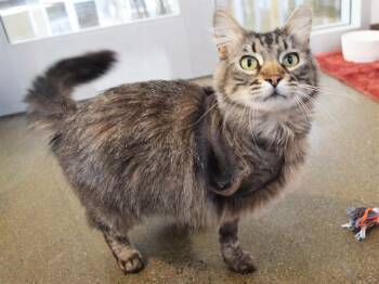 Domestic Medium Hair Cats Available for Adoption in Sacramento, California - HERBERT | PetCurious