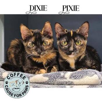 Dixie & Pixie -  Tortoiseshell Cat for Adoption in Douglas, Georgia - Dixie & Pixie | PetCurious