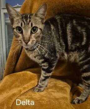 Rescue Domestic Short Hair and American Bobtail Cats for Adoption in Oviedo, Florida - Delta | PetCurious