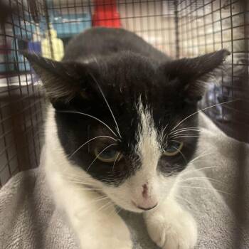 Maribel -  Domestic Short Hair Cat for Adoption in Chicago, Illinois - Maribel | PetCurious