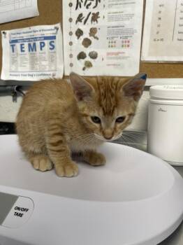 Domestic Short Hair Cats Available for Adoption in Bolivar, Missouri - Titus | PetCurious