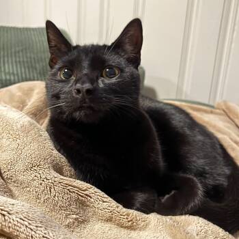 Freeloader -  Domestic Short Hair Cat for Adoption in Alexandria, Virginia - Freeloader | PetCurious