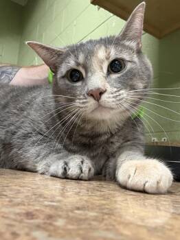 Domestic Short Hair Cats Available for Adoption - BESS | PetCurious