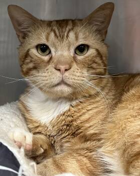 Samuel -  Domestic Short Hair Cat for Adoption in Johnston, Rhode Island - Samuel | PetCurious