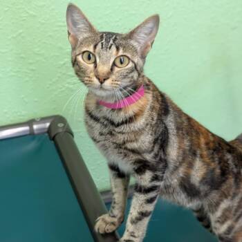 Miss Link -  Domestic Short Hair Cat for Adoption in Spokane, Washington - Miss Link | PetCurious