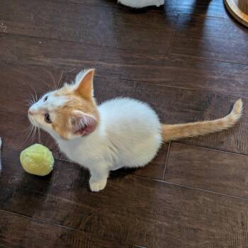 Jacob (Grimm) -  Domestic Short Hair Cat for Adoption in Woodstock, Virginia - Jacob (Grimm) | PetCurious