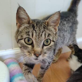 Piper -  Tabby and Domestic Short Hair Cat for Adoption in Montour Falls, New York - Piper | PetCurious