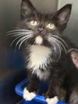 Rescue Domestic Short Hair Cats for Adoption in Danielsville, Georgia - Agent K | PetCurious